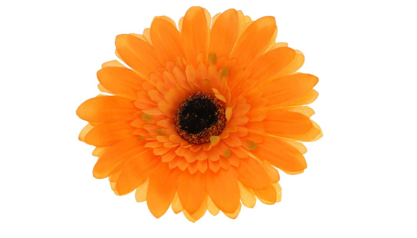 Gerbera - vazbová květina