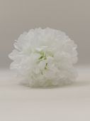  Chryzantéma bílá - vazbová květina