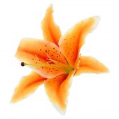Lilie vazbová - umělá květina