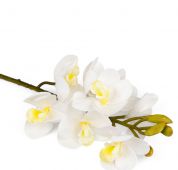 Orchidej x8 - bílá