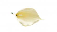 Kala - vazbová květina