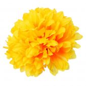  Chryzantéma žlutá - vazbová květina