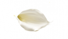 Kala pěnová - umělá květina