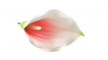 Kala pěnová - umělá květina
