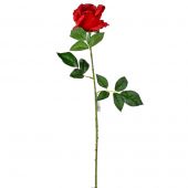 Růže sólo - červená