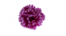 Karafiát - vazbová květina