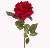 Růže sólo - červená