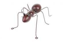 Mravenec kovový